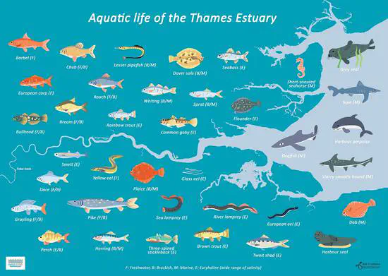 Aquatic Life of the Thames Estuary